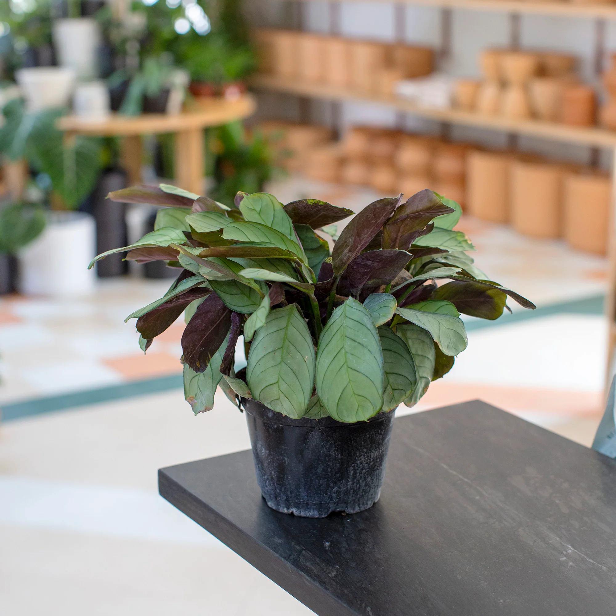 ㋡ NEW ARRIVALS ㋡